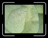 Tortola 189 * Flat fish, almost blends perfectly * 2048 x 1536 * (1.43MB)